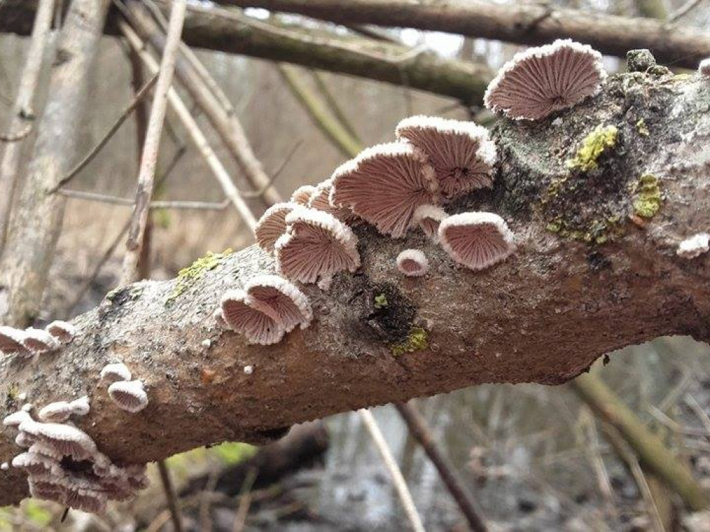 Wyższa szkoła grzybobrania