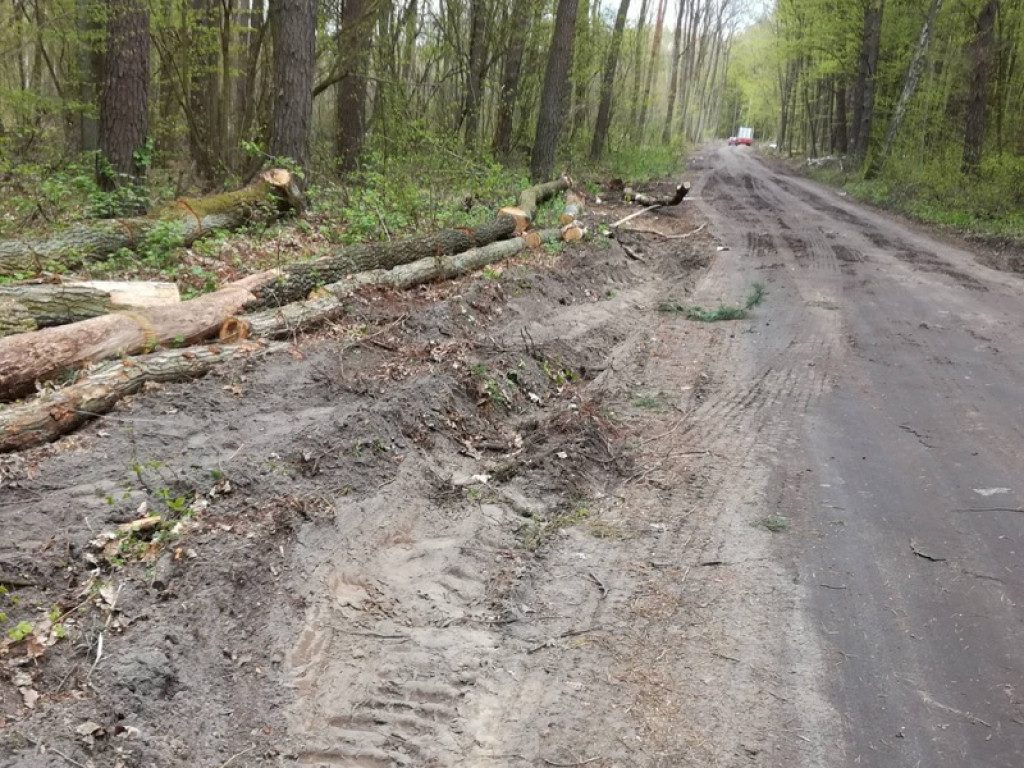 Piękna droga przez las staje się koszmarem