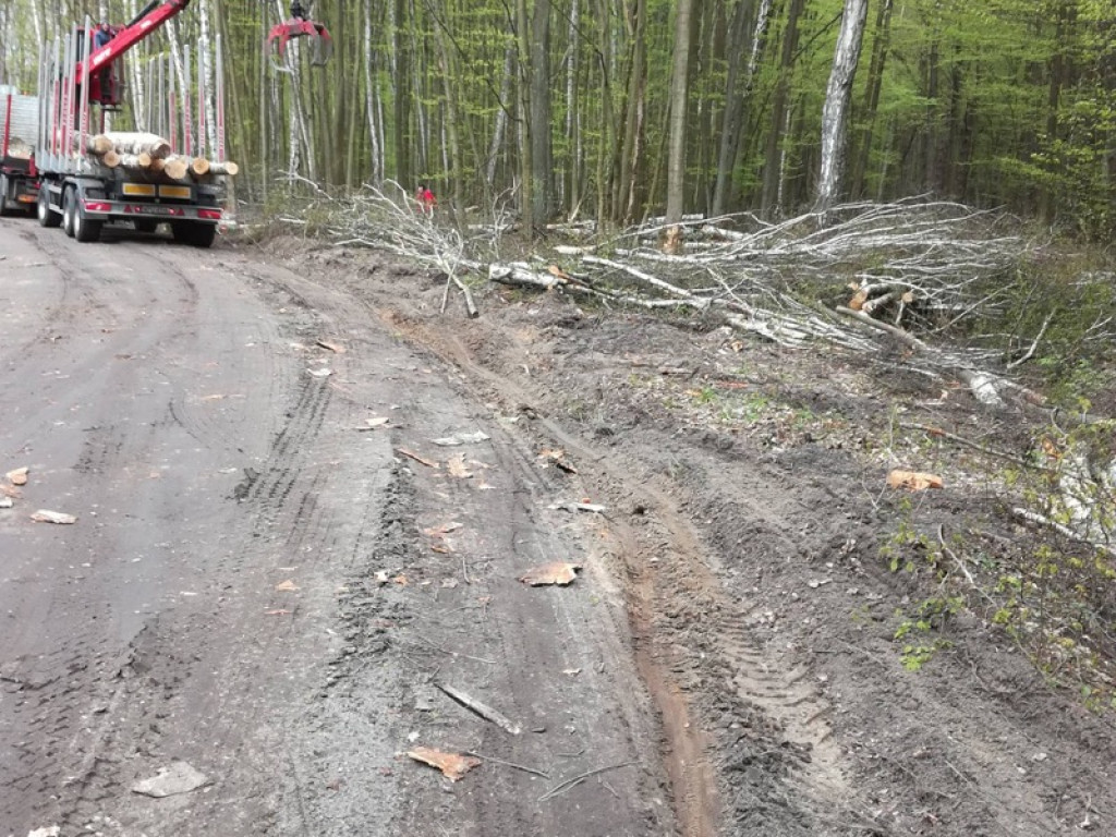 Piękna droga przez las staje się koszmarem