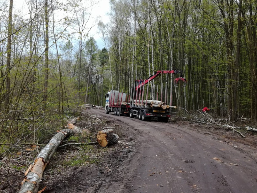 Piękna droga przez las staje się koszmarem