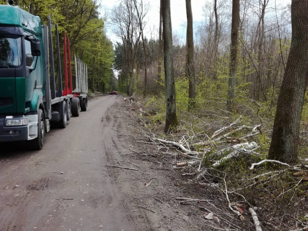 Piękna droga przez las staje się koszmarem