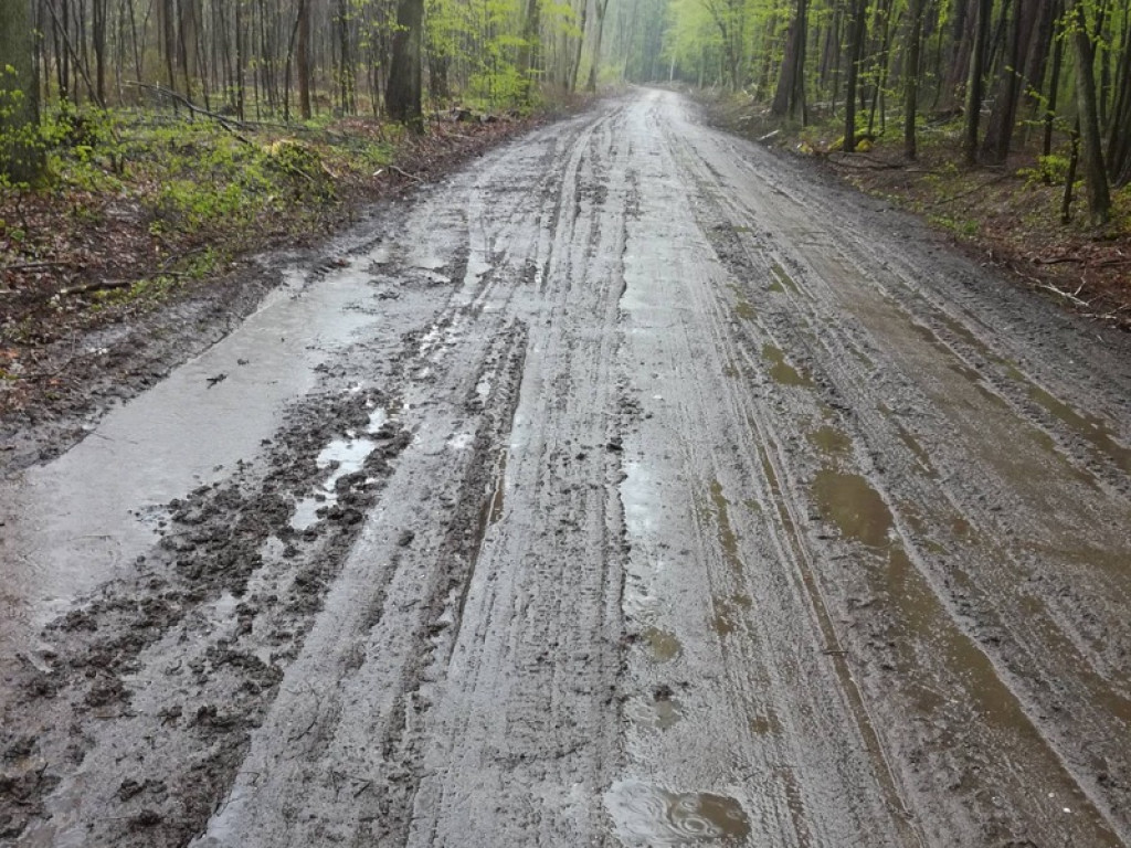 Piękna droga przez las staje się koszmarem