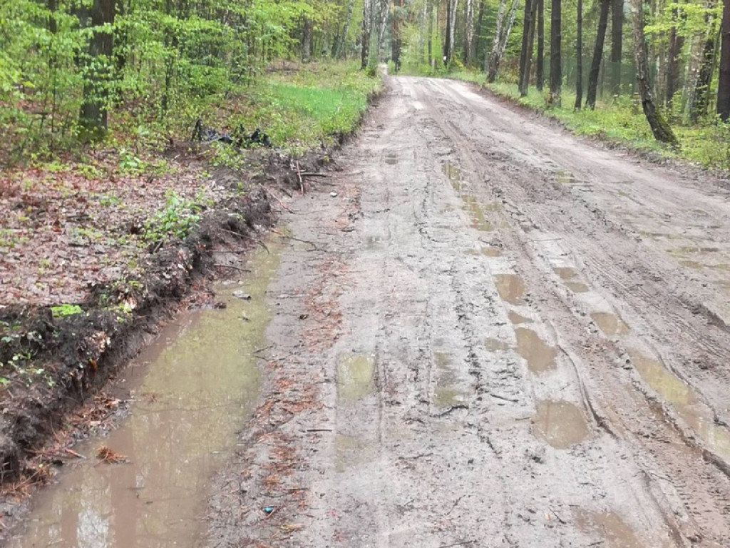 Piękna droga przez las staje się koszmarem