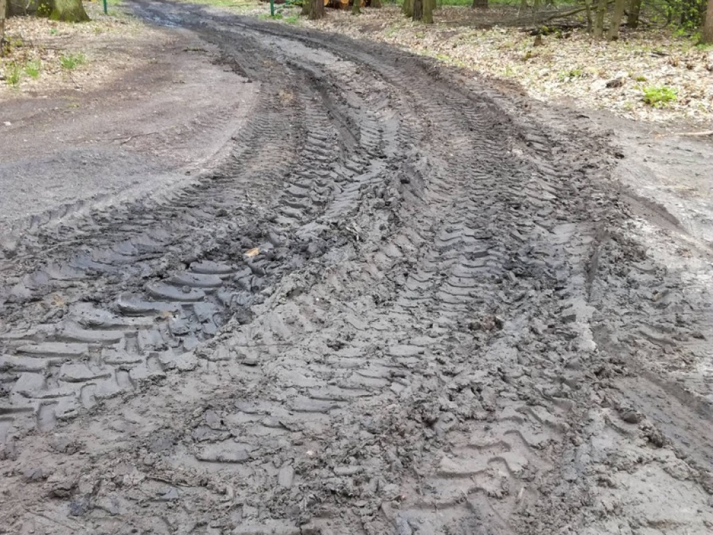 Piękna droga przez las staje się koszmarem
