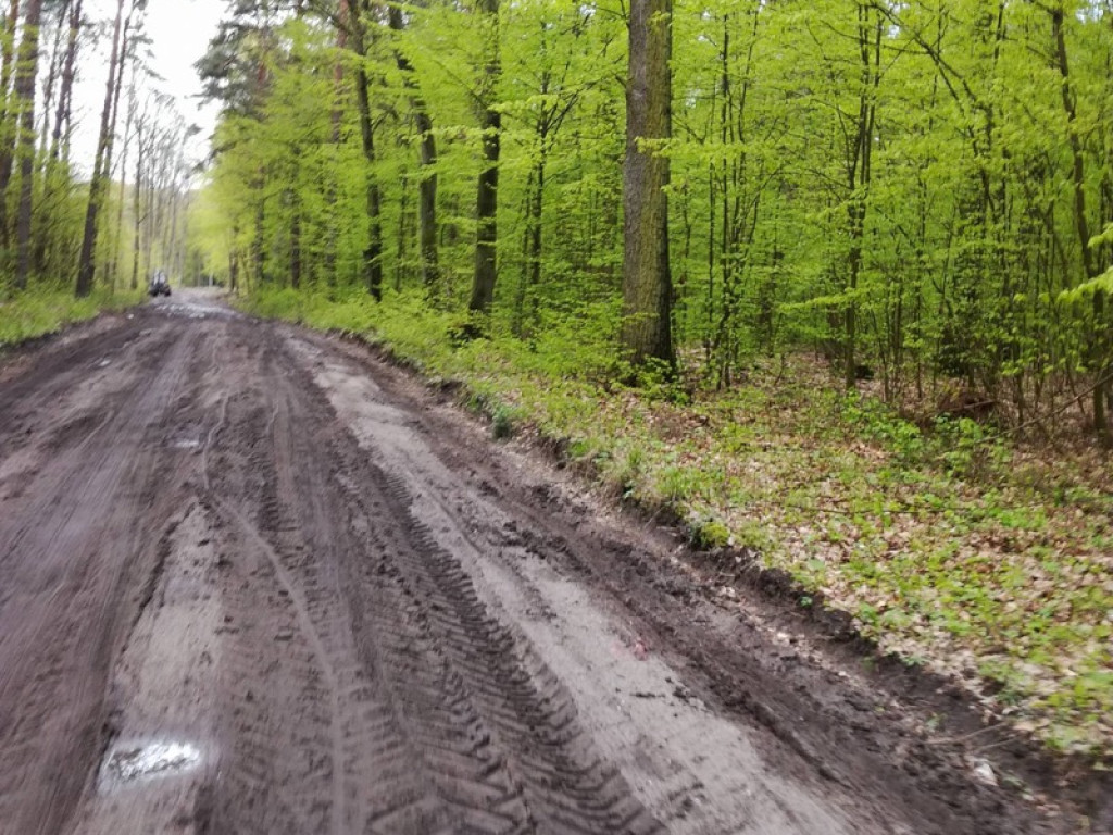 Piękna droga przez las staje się koszmarem
