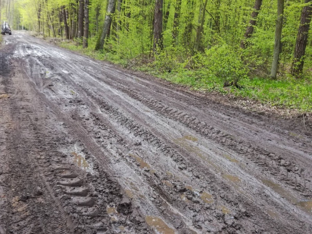 Piękna droga przez las staje się koszmarem