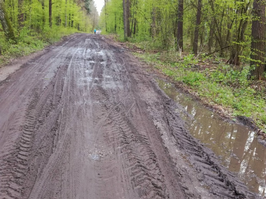 Piękna droga przez las staje się koszmarem
