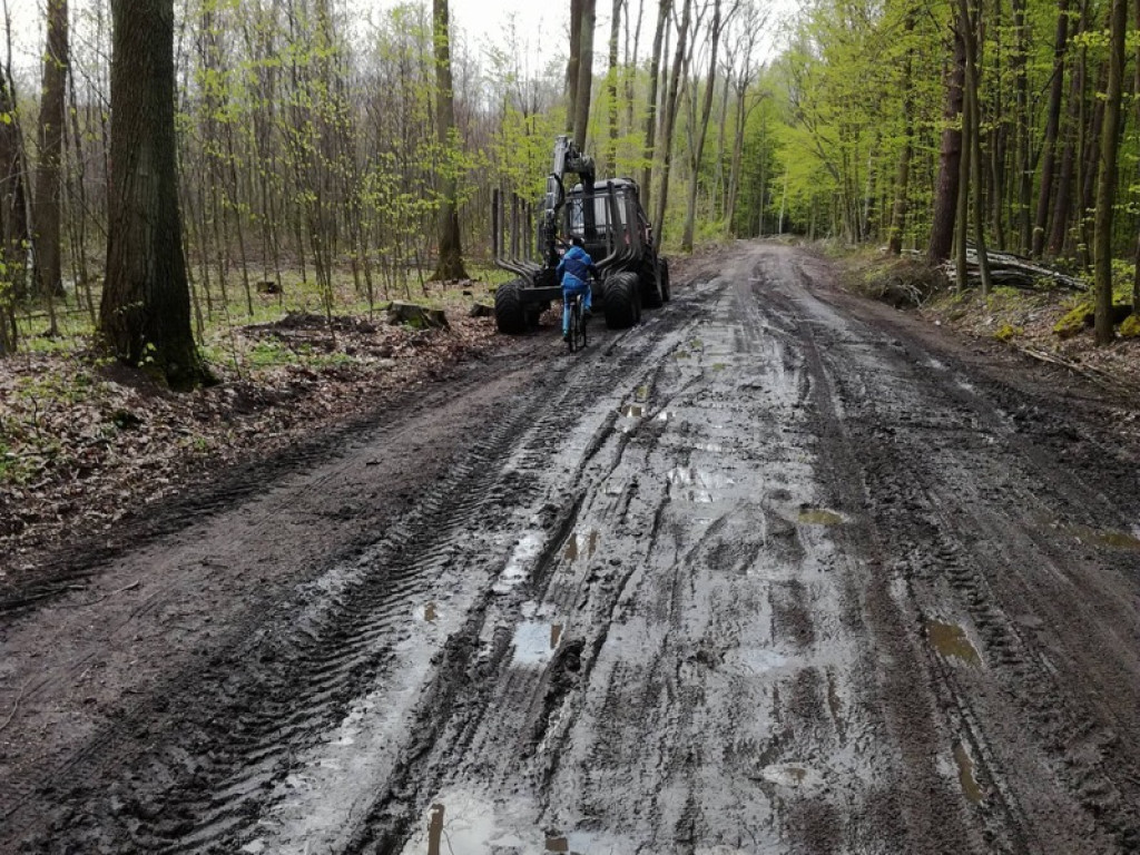 Piękna droga przez las staje się koszmarem
