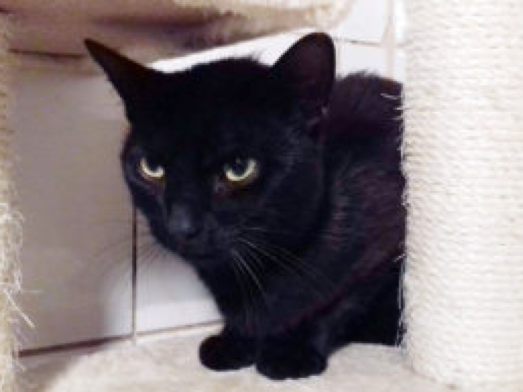 Zwierzęta z terenu Piaseczna do adopcji