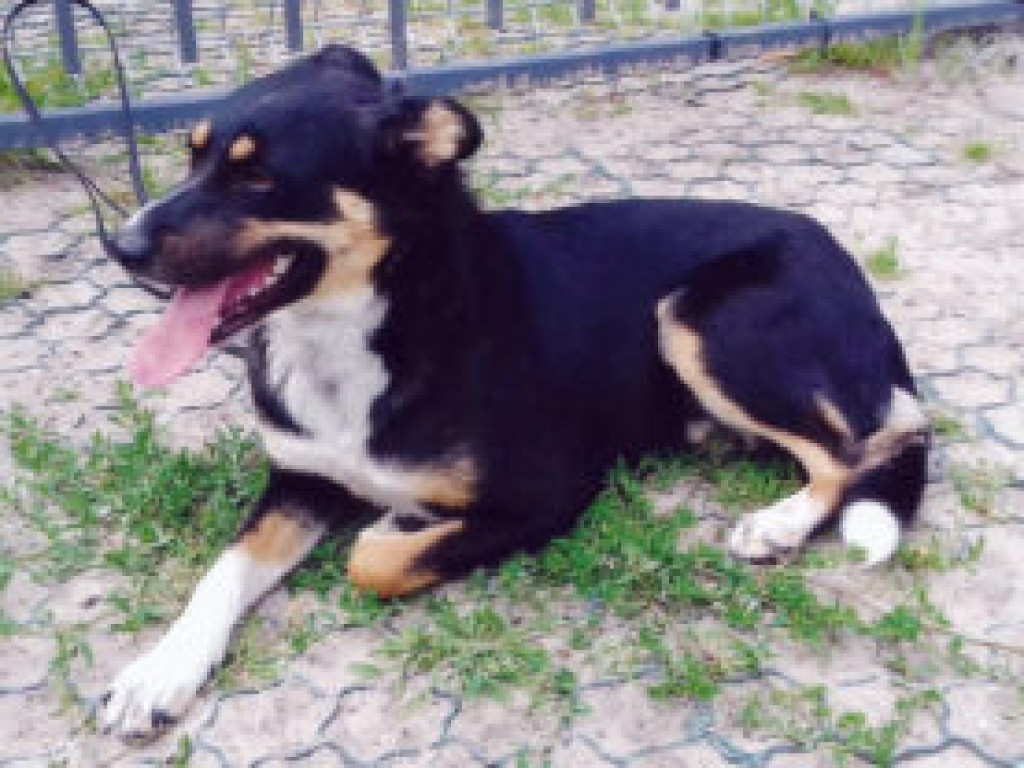 Zwierzęta z terenu Piaseczna do adopcji