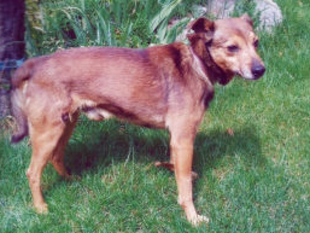 Zwierzęta z terenu Piaseczna do adopcji