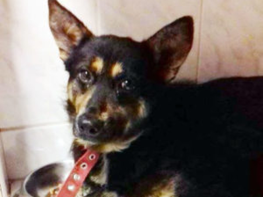 Zwierzęta z terenu Piaseczna do adopcji