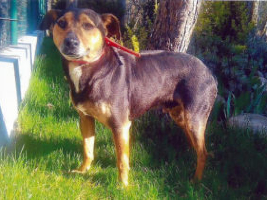 Zwierzęta z terenu Piaseczna do adopcji