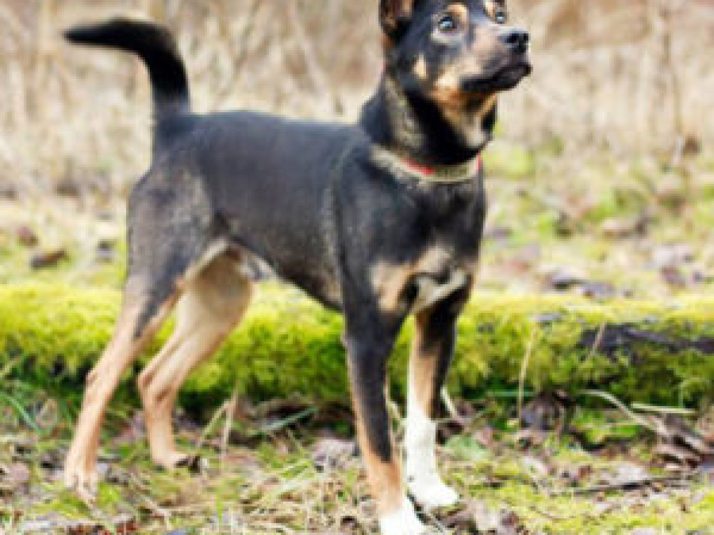 Zwierzęta z terenu Piaseczna do adopcji
