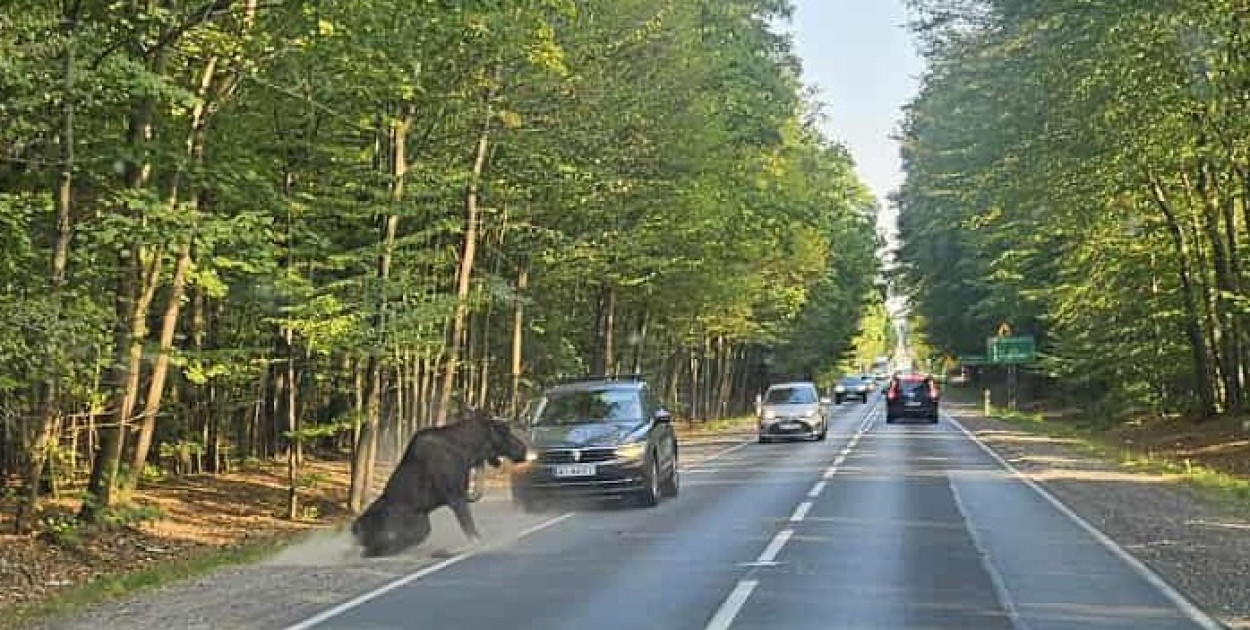 Łoś potrącony przez samochód. Upadł, ale wstał