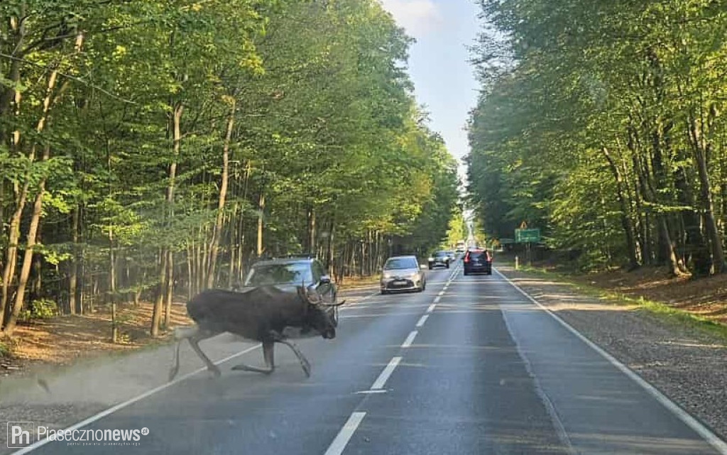 Łoś potrącony przez samochód. Upadł, ale wstał