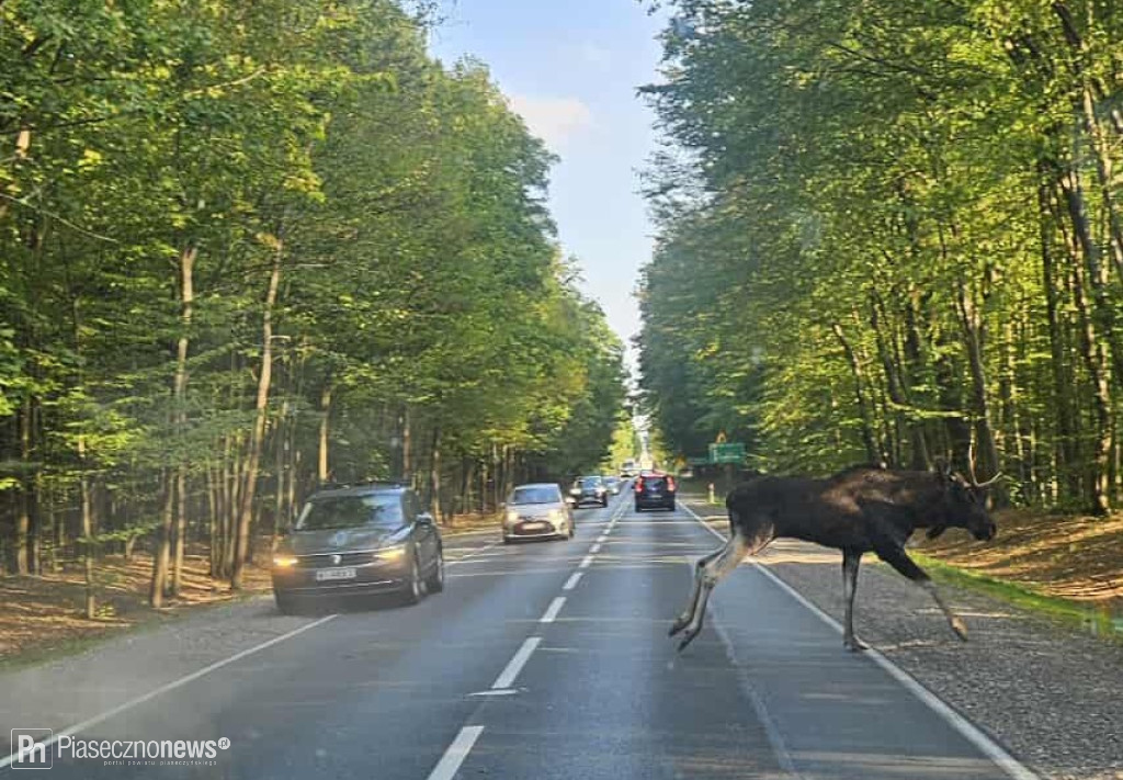 Łoś potrącony przez samochód. Upadł, ale wstał