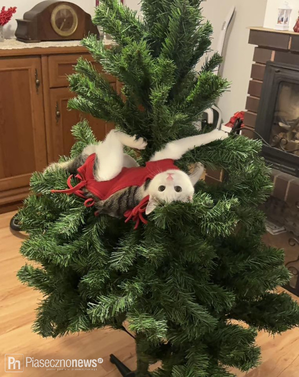 Dziękujemy za zdjęcia Waszych pięknych choinek