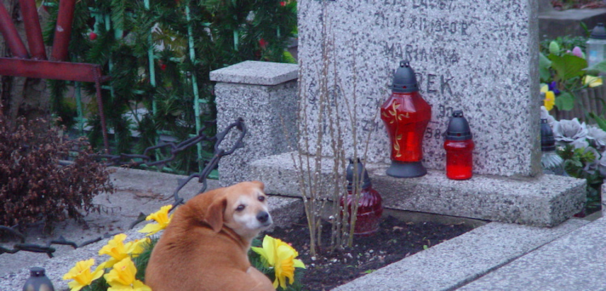 Psia miłość silniejsza niż śmierć