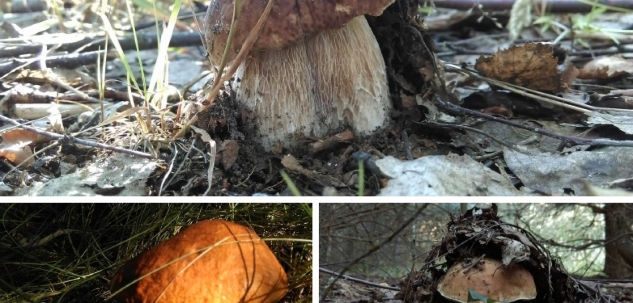 Deszcz pada, grzyby rosną