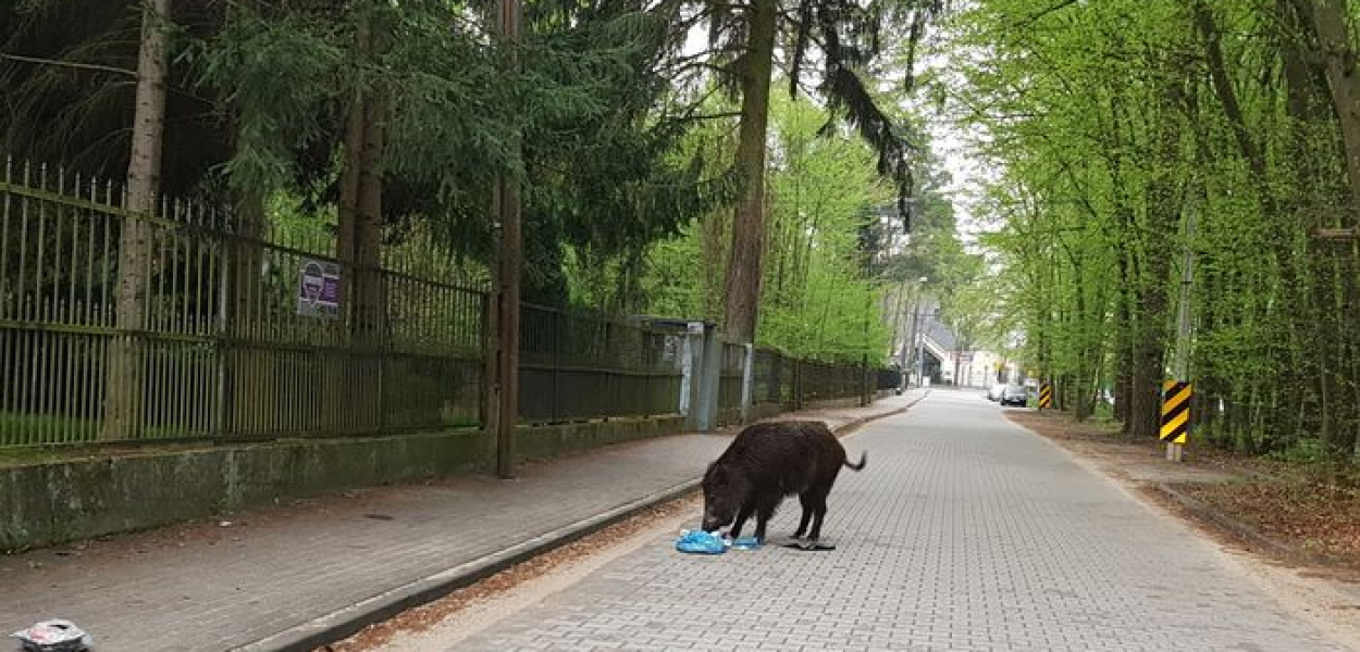 Mieszkaniec przerwał dzikowi śniadanie