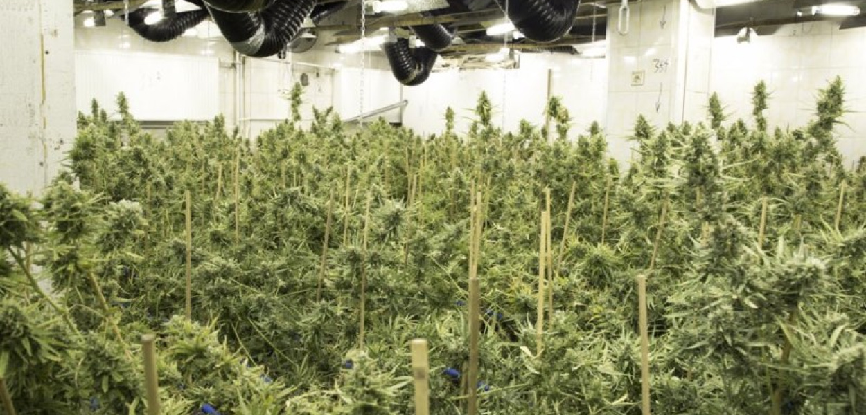 Gigantyczna plantacja marihuany! Zatrzymano obywateli Chin