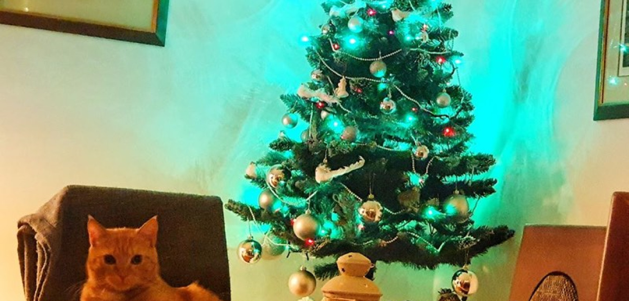 Przepiękne choinki naszych Czytelników