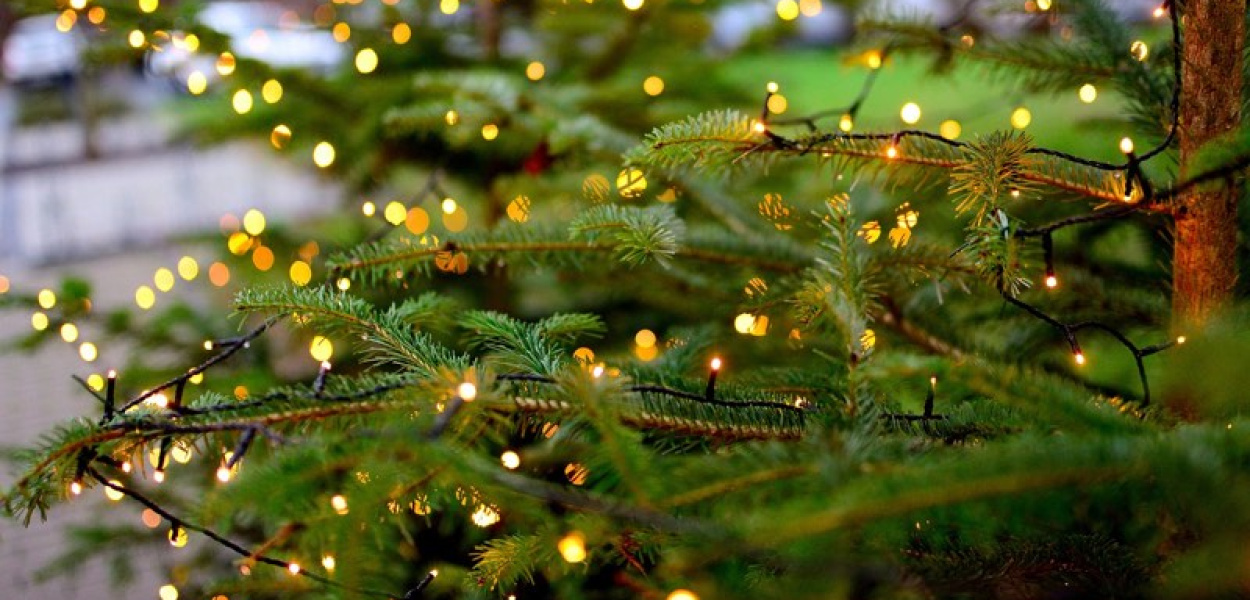 Oddaj swoją choinkę naturze!