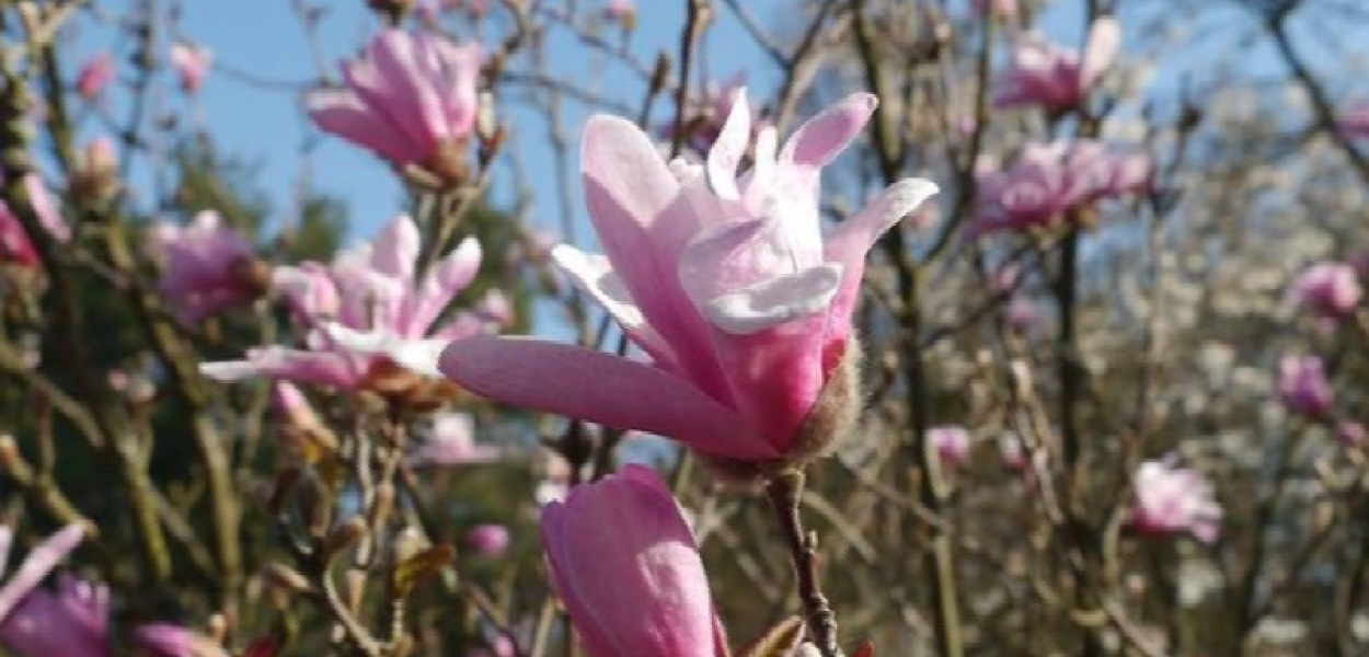 Spacer w Ogrodzie Botanicznym PAN