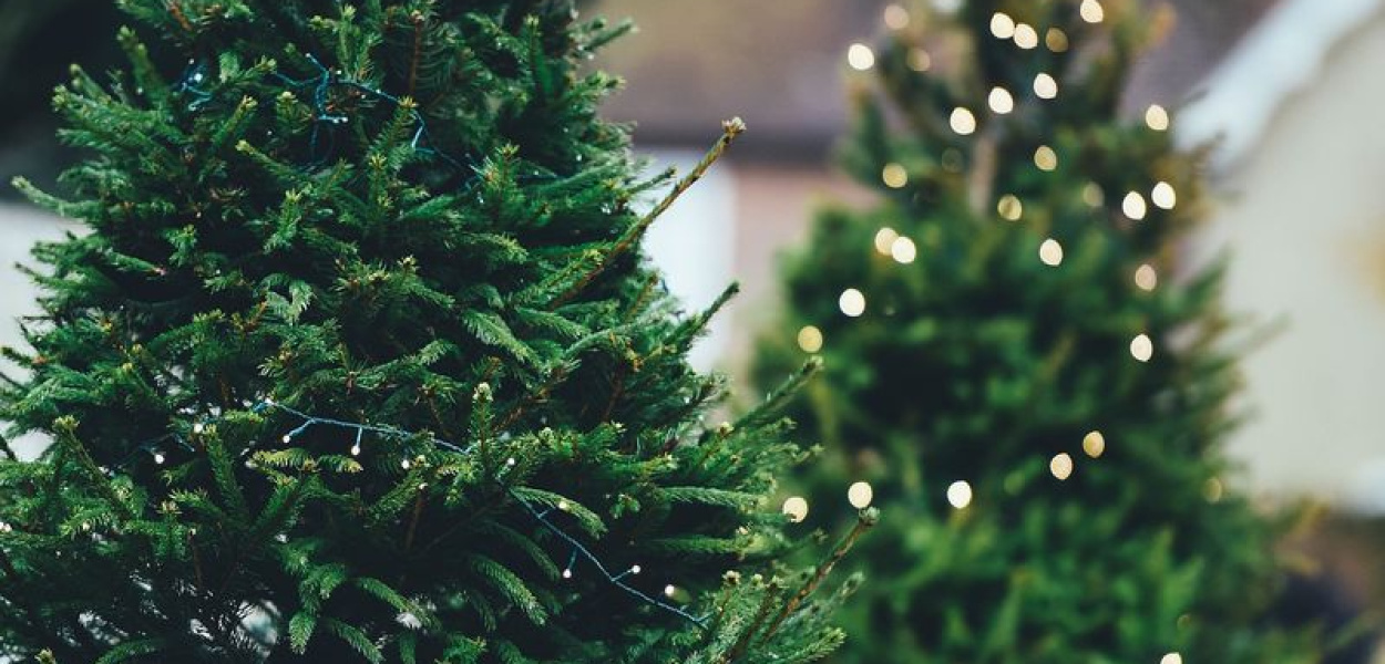 Przygotowują akcję "Wymień makulaturę za choinkę"