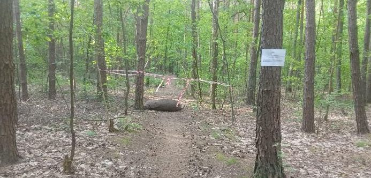 W lesie padły dwa łosie. Mają leżeć, dopóki... się nie rozłożą