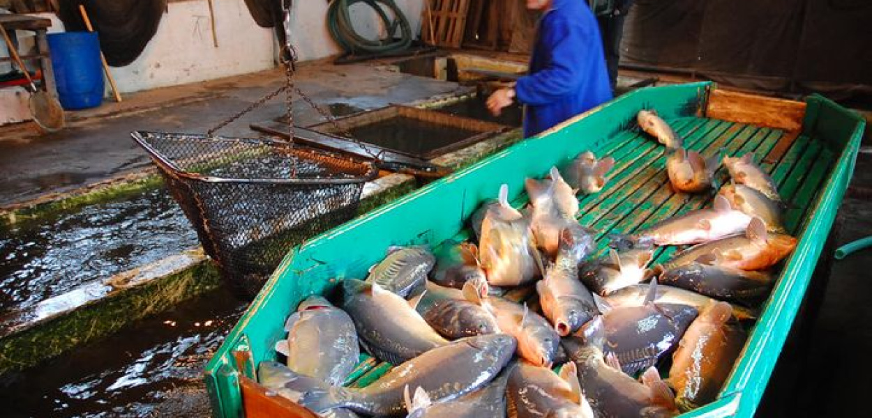 Rusza sezon na karpia. Będzie taniej niż w zeszłym roku...