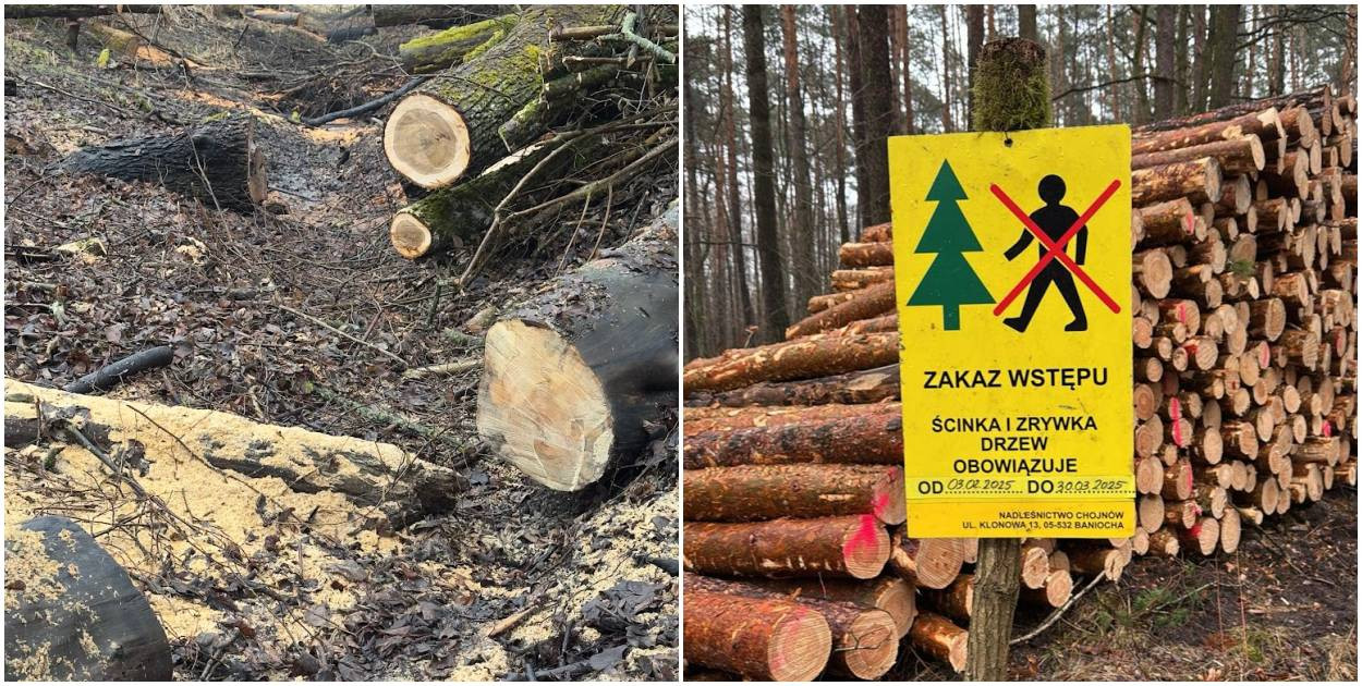 Zbrodnia na przyrodzie? Nadleśniczy odwołany