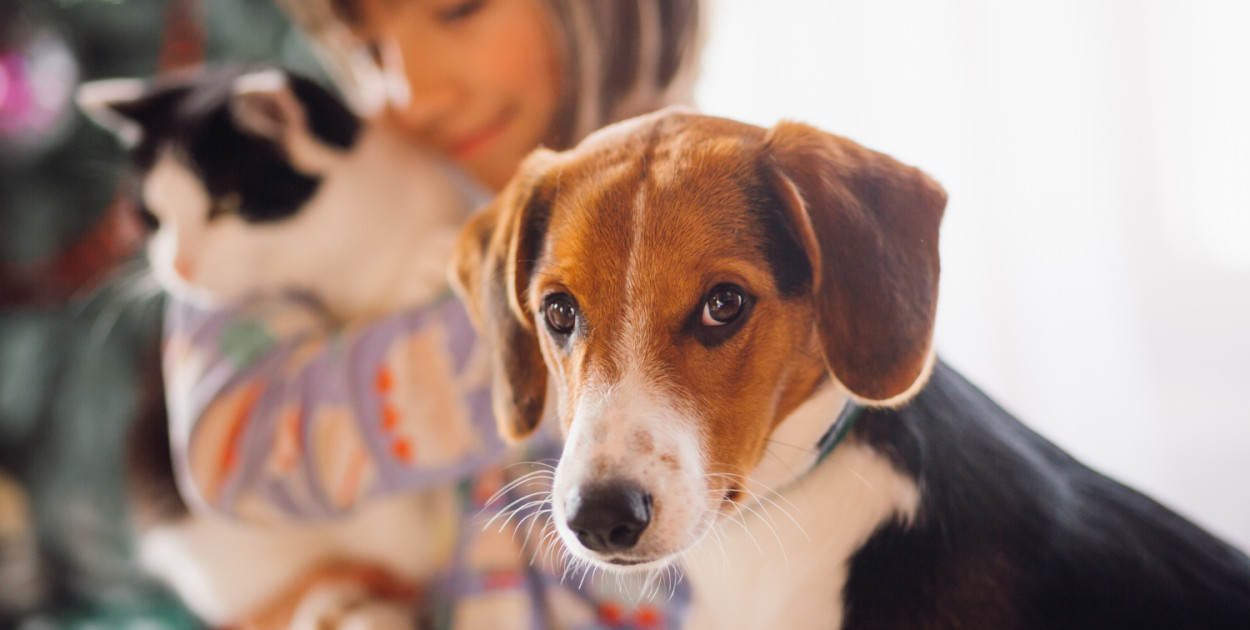 Bezpłatne czipowanie oraz dofinansowanie sterylizacji i kastracji