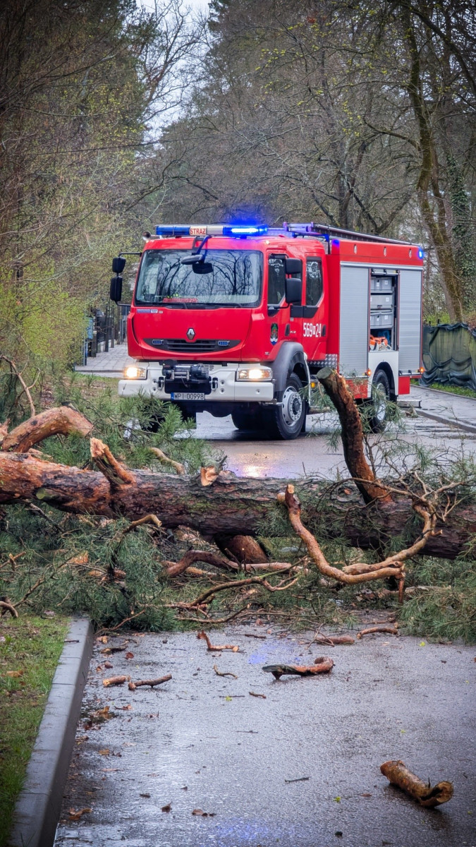 Drzewo wyrwane z korzeniami na ul. Żeromskiego fot. OSP Konstancin-Jeziorna