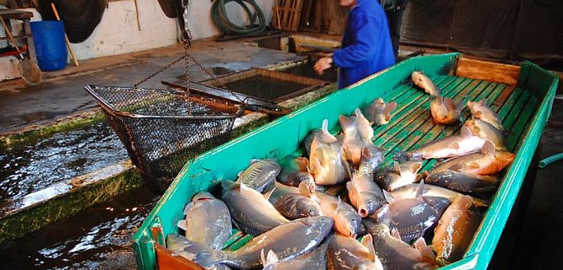 Rusza sezon na karpia. Będzie taniej niż w zeszłym roku...