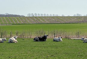 Sensacyjne odkrycie na polskim pastwisku! To prawdziwy skarb-105399