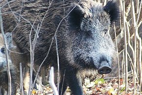 Pomoc rannym dzikim zwierzętom. Gmina apeluje - 106441