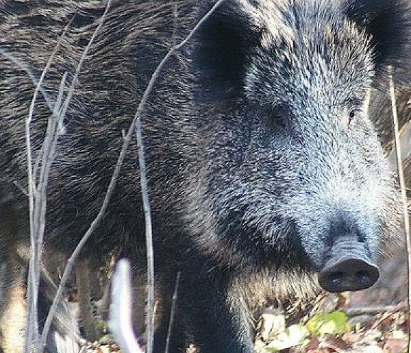Pomoc rannym dzikim zwierzętom. Gmina apeluje - 106441