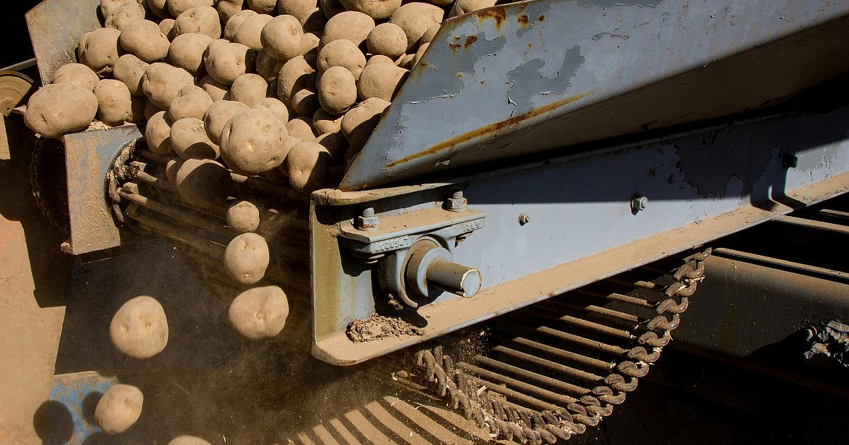 Ziemniaczany kryzys w całym kraju. Rolnicy alarmują i proszą o pomoc