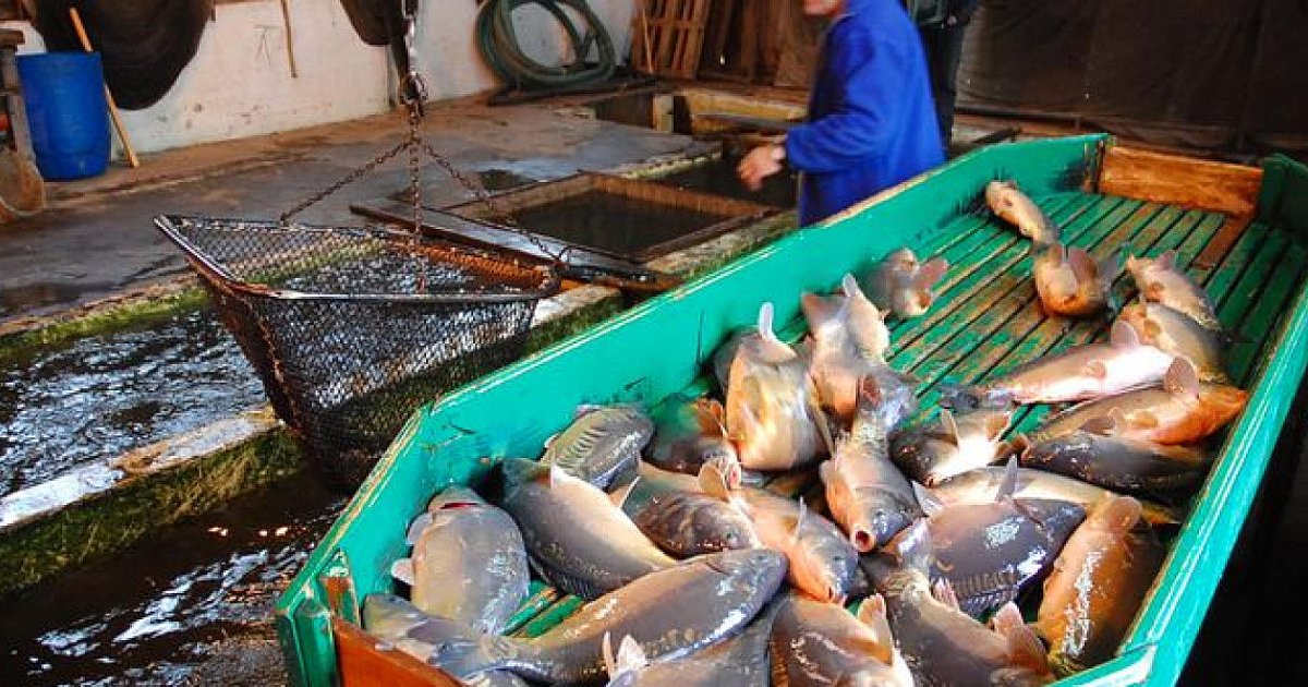 Karpie w dobrej cenie