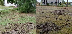 Dziki terroryzują mieszkańców