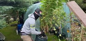 Plantacja konopi w sercu Rodzinnych Ogródków