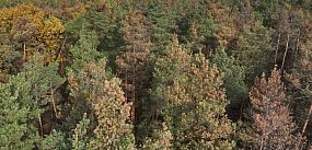 Alarmujące zjawisko na terenie Nadleśnictwa Chojnów