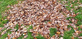 PUK Piaseczno zawiesza odbiór odpadów zielonych