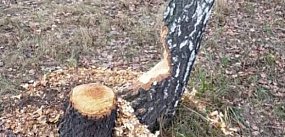 Bóbr przy drodze krajowej. Nietypowa interwencja