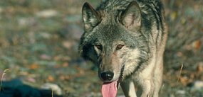 Nadleśnictwo informuje: stado wilków w naszych lasach