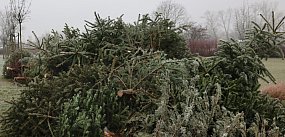 Choinki dla alpak zamiast na śmietnik