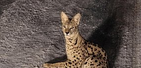 Serwal na wolności w Kierszku. Trwają poszukiwania