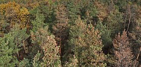 Chore drzewa zagrożeniem dla lasów